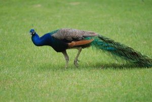 What's on Peacock: